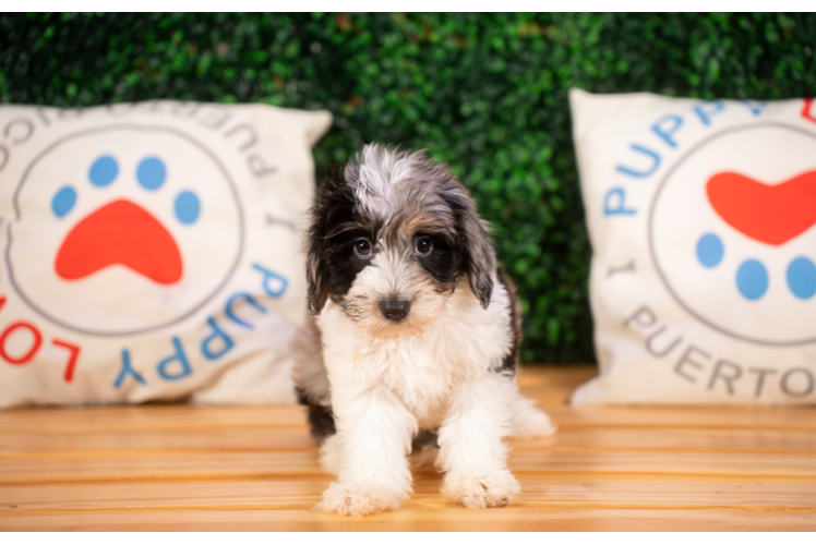Best Mini Aussiedoodle Baby