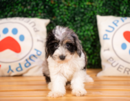 10 week old Mini Aussiedoodle Puppy For Sale - Puppy Love PR
