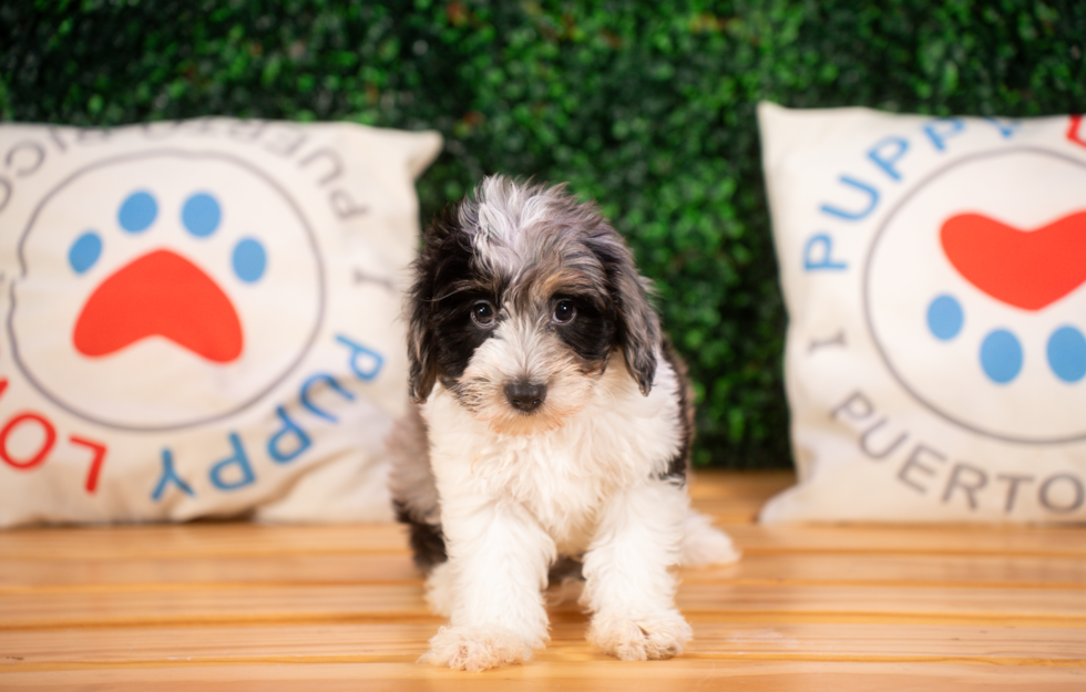 Best Mini Aussiedoodle Baby