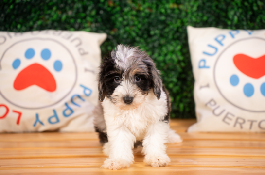 Best Mini Aussiedoodle Baby