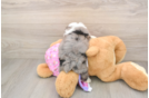 Hypoallergenic Aussiepoo Poodle Mix Puppy