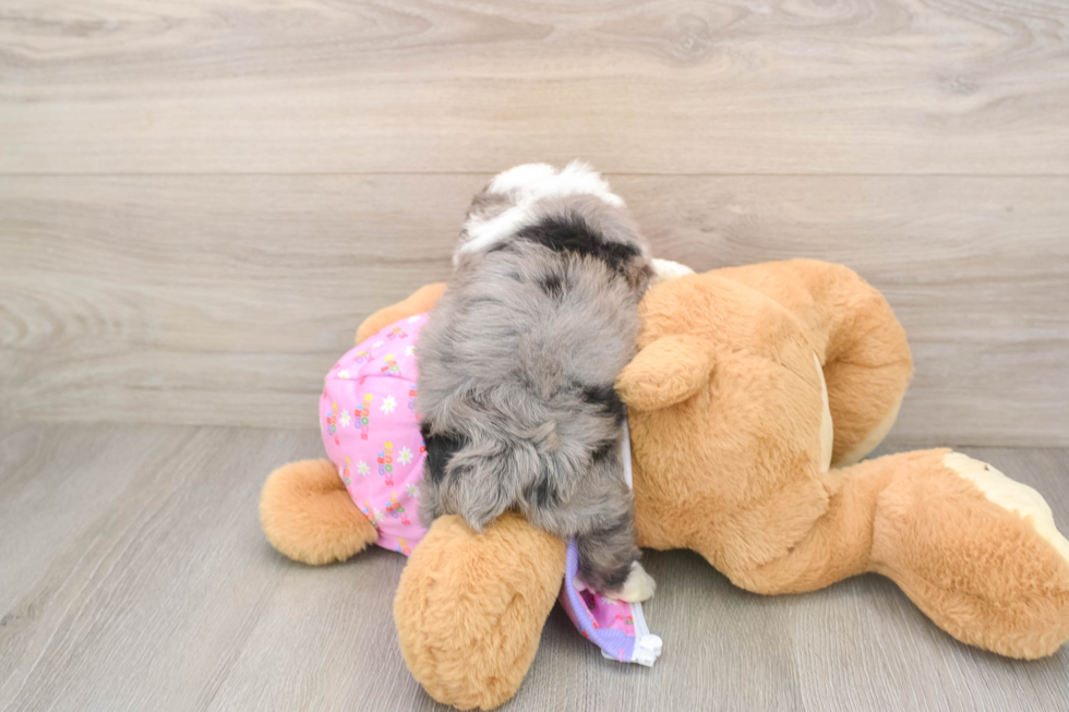 Hypoallergenic Aussiepoo Poodle Mix Puppy