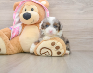 7 week old Mini Aussiedoodle Puppy For Sale - Puppy Love PR