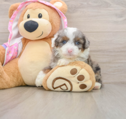 7 week old Mini Aussiedoodle Puppy For Sale - Puppy Love PR