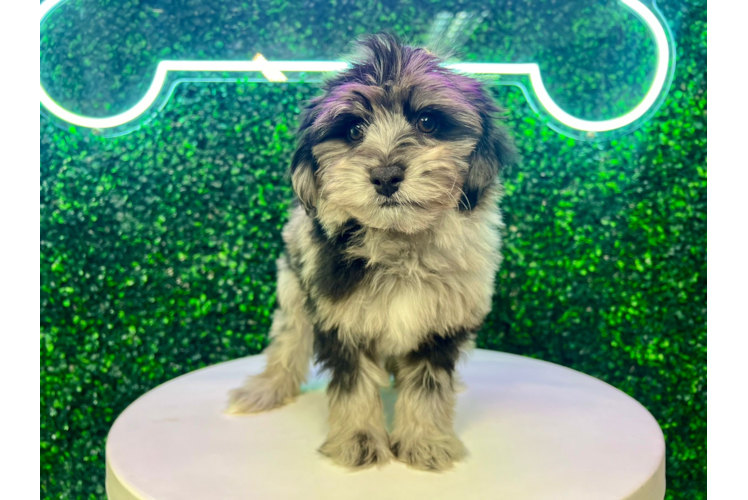 Mini Aussiedoodle Pup Being Cute
