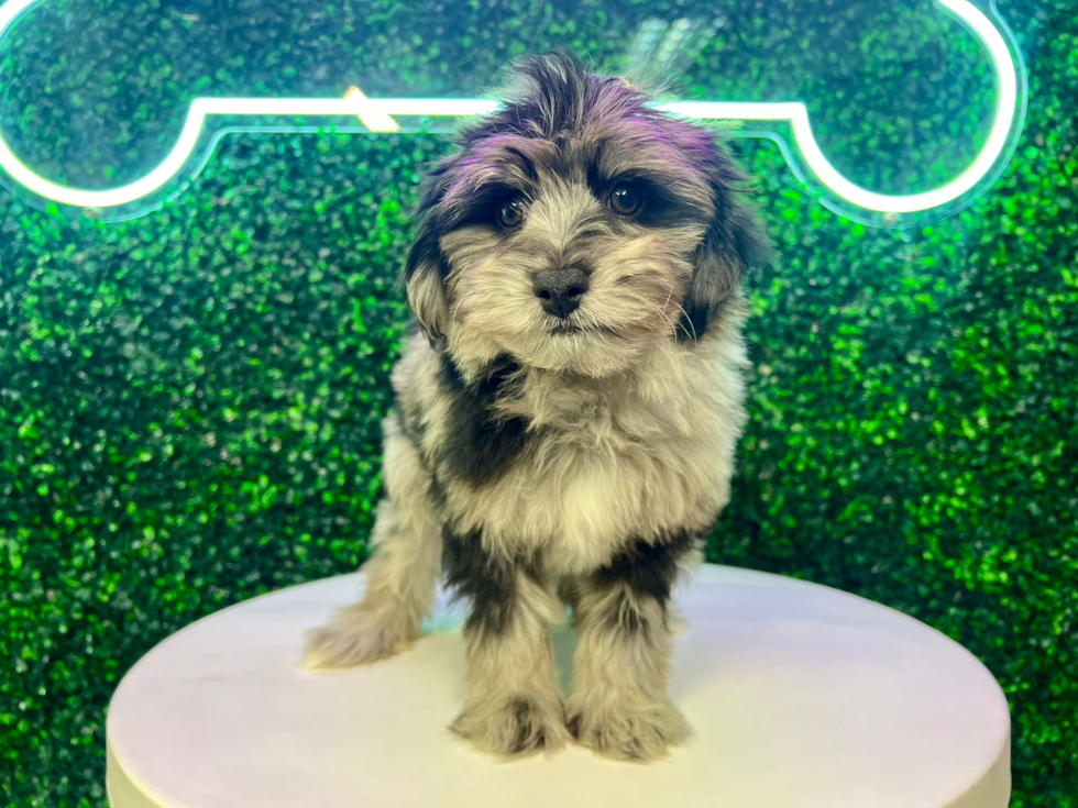Mini Aussiedoodle Pup Being Cute