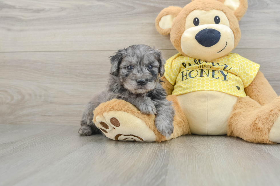 6 week old Mini Aussiedoodle Puppy For Sale - Puppy Love PR