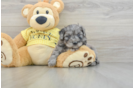 Mini Aussiedoodle Puppy for Adoption