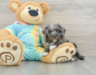 8 week old Mini Aussiedoodle Puppy For Sale - Puppy Love PR