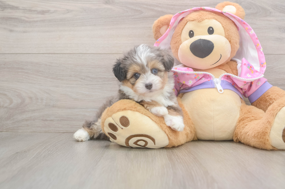 5 week old Mini Aussiedoodle Puppy For Sale - Puppy Love PR