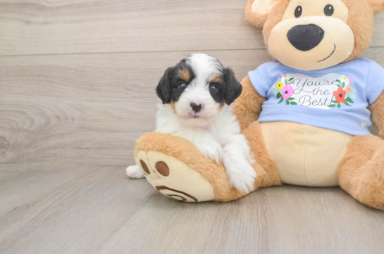 Adorable Aussiepoo Poodle Mix Puppy