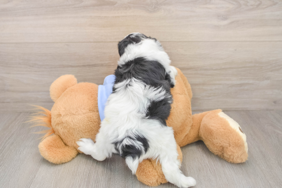 Playful Aussiepoo Poodle Mix Puppy