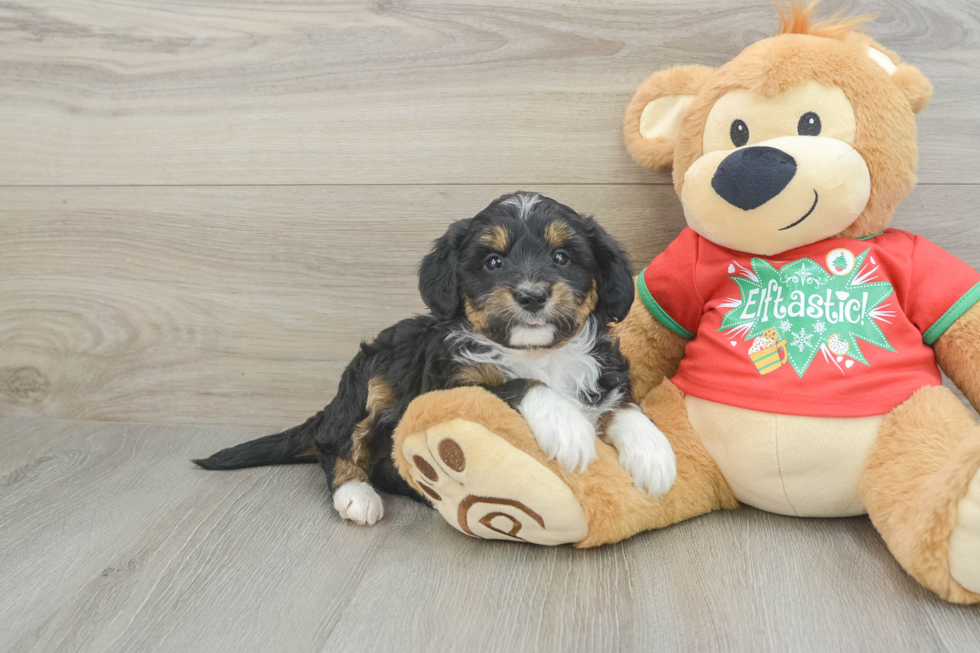 Best Mini Aussiedoodle Baby