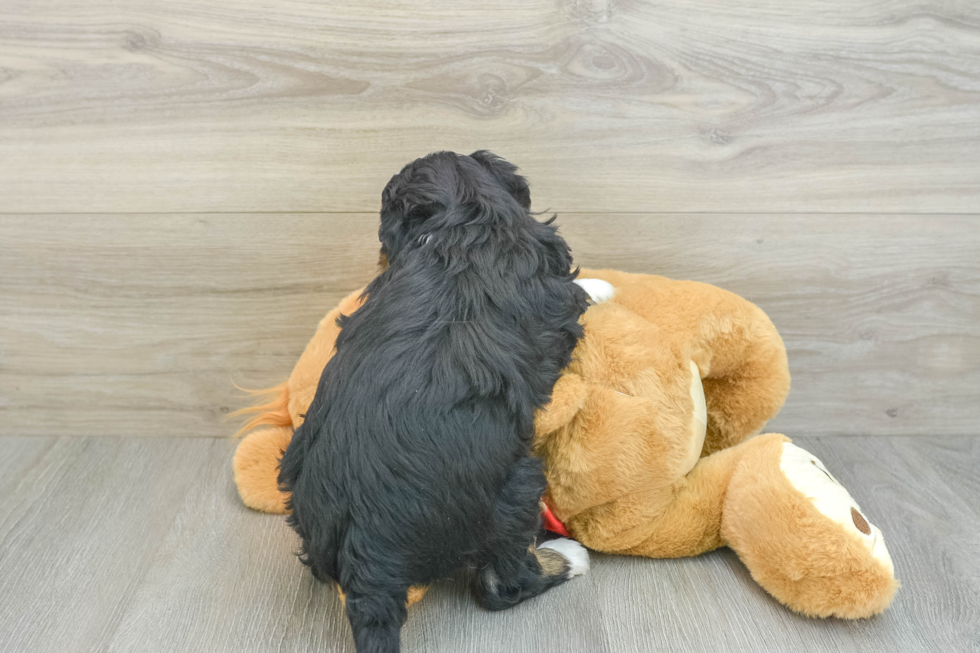 Mini Aussiedoodle Pup Being Cute