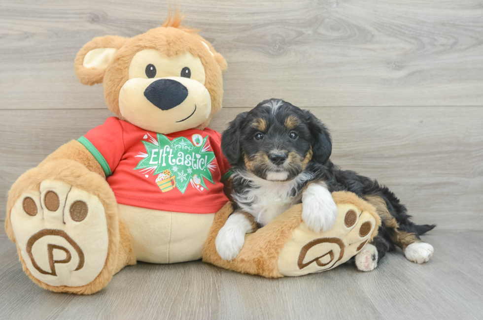 6 week old Mini Aussiedoodle Puppy For Sale - Puppy Love PR