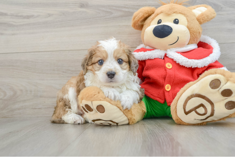 Meet Ironman - our Mini Aussiedoodle Puppy Photo 1/3 - Puppy Love PR Mini Aussiedoodle Puppy for Adoption