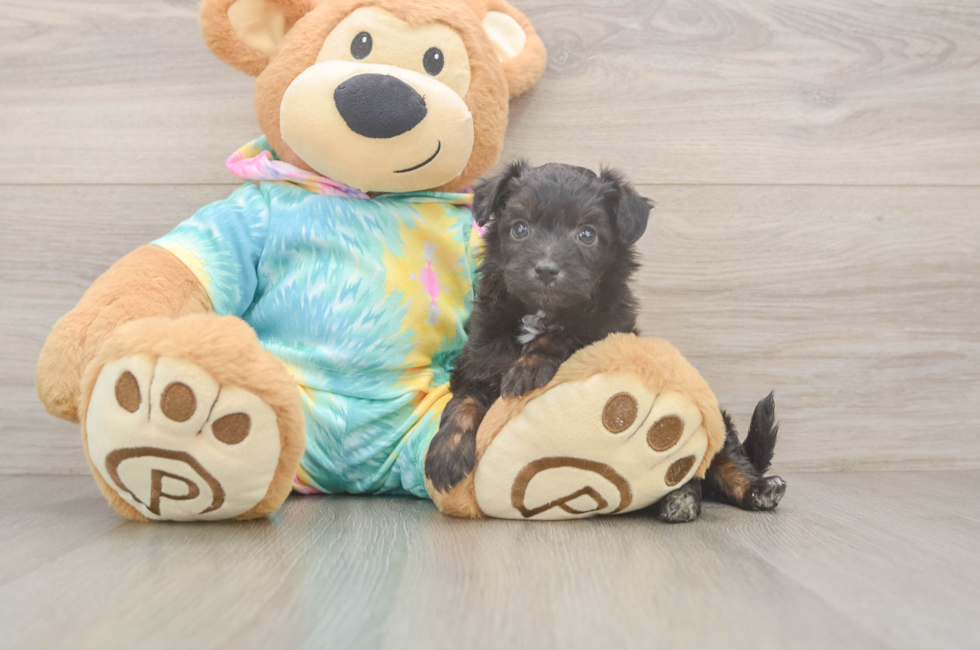 6 week old Mini Aussiedoodle Puppy For Sale - Puppy Love PR