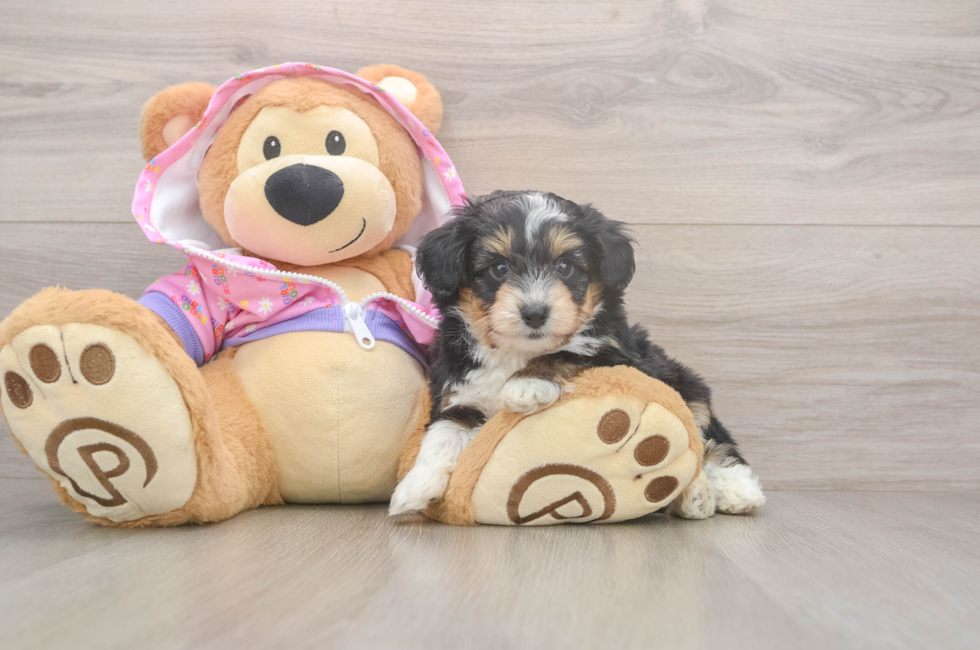 5 week old Mini Aussiedoodle Puppy For Sale - Puppy Love PR