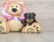 6 week old Mini Aussiedoodle Puppy For Sale - Puppy Love PR