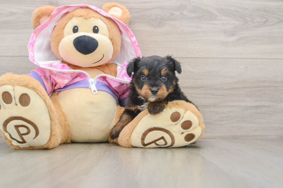 Mini Aussiedoodle Puppy for Adoption