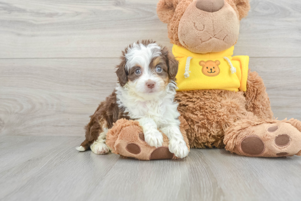 Mini Aussiedoodle Puppy for Adoption