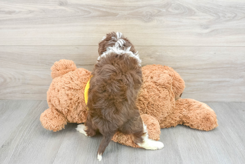 Funny Mini Aussiedoodle Poodle Mix Pup