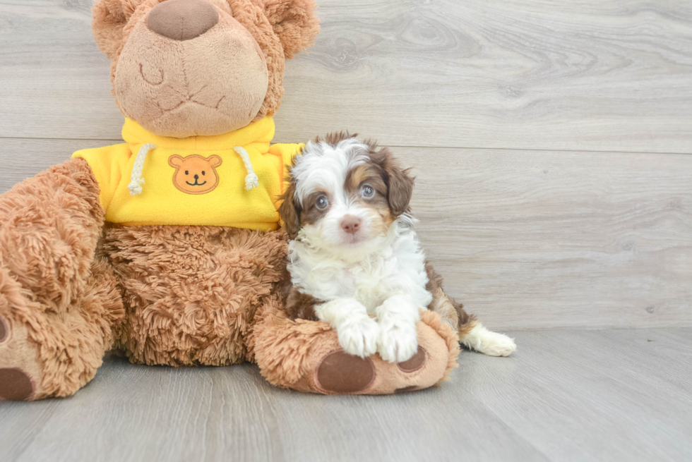 Best Mini Aussiedoodle Baby