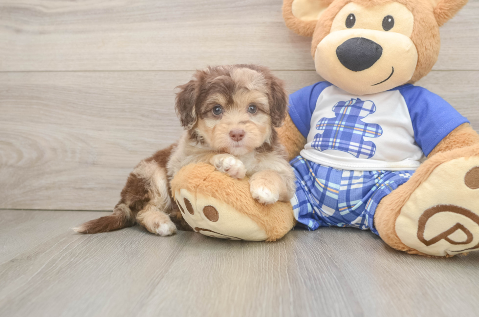 6 week old Mini Aussiedoodle Puppy For Sale - Puppy Love PR