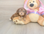8 week old Mini Aussiedoodle Puppy For Sale - Puppy Love PR
