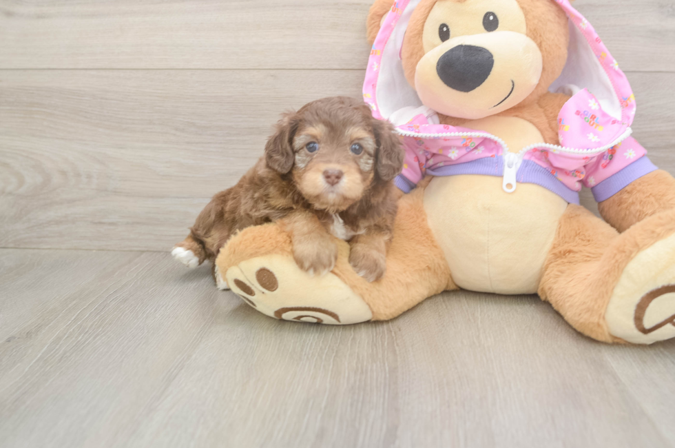 5 week old Mini Aussiedoodle Puppy For Sale - Puppy Love PR