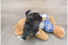 Friendly Mini Aussiedoodle Baby