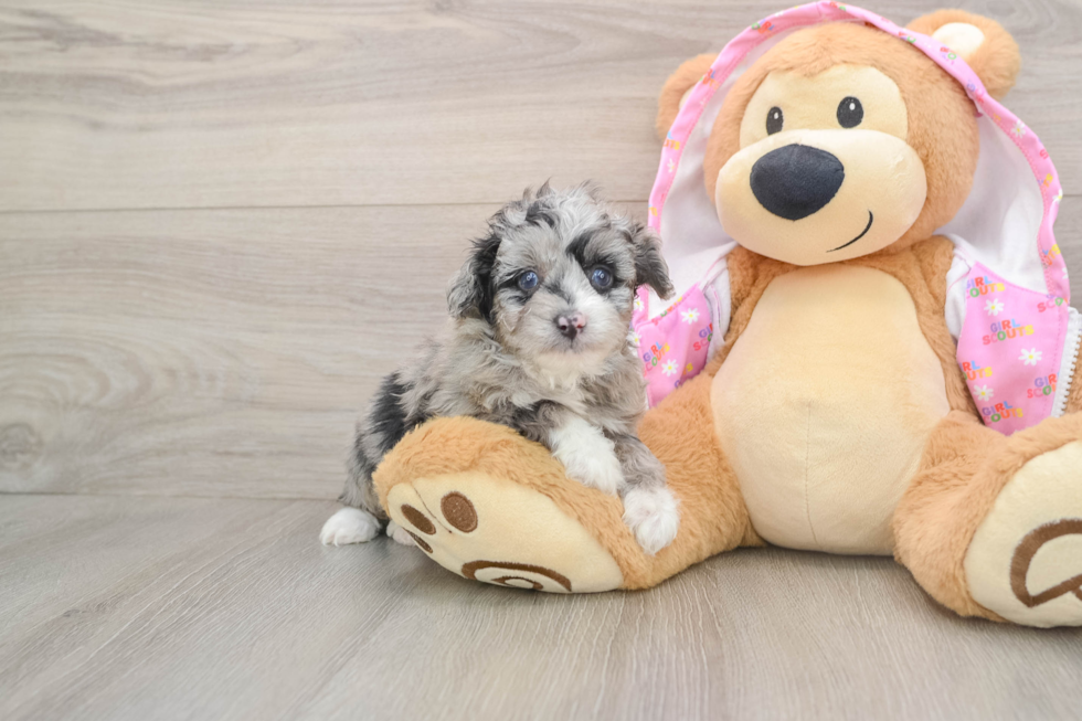 Playful Mini Aussiepoodle Poodle Mix Puppy