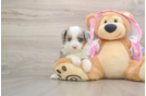 Cute Mini Aussiedoodle Baby