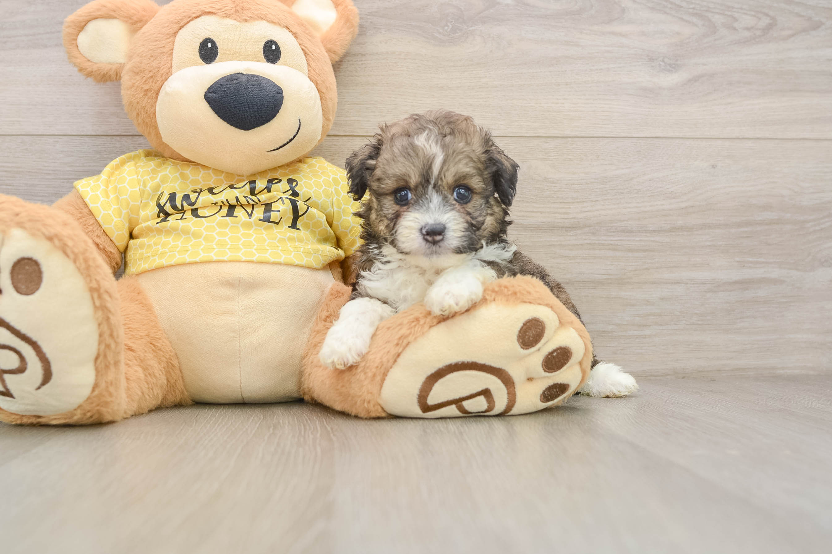 Friendly Mini Aussiedoodle Baby