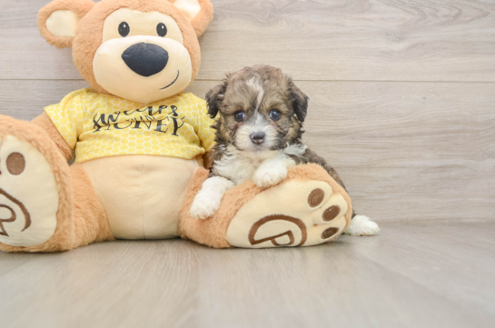 Friendly Mini Aussiedoodle Baby