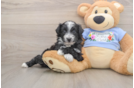 Little Aussiepoo Poodle Mix Puppy