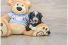 Hypoallergenic Aussiepoo Poodle Mix Puppy