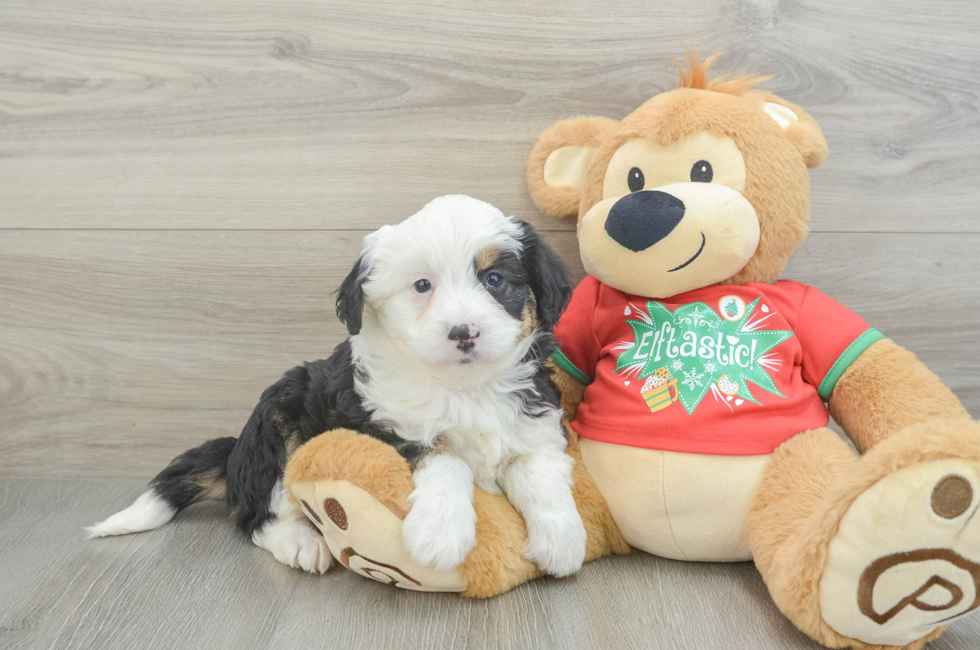 6 week old Mini Aussiedoodle Puppy For Sale - Puppy Love PR