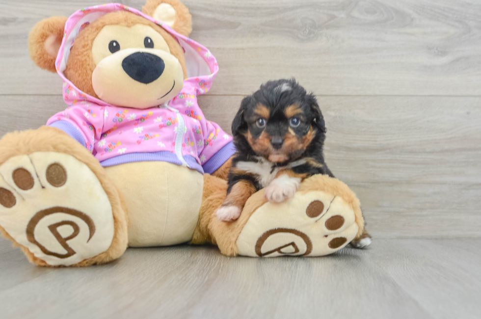 6 week old Mini Aussiedoodle Puppy For Sale - Puppy Love PR