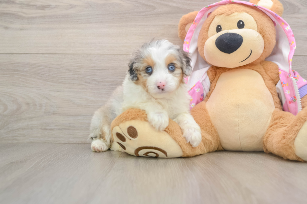 Mini Aussiedoodle Puppy for Adoption