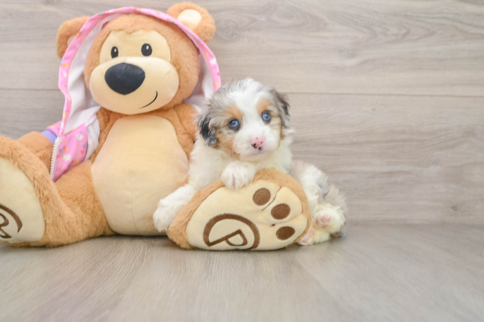 Friendly Mini Aussiedoodle Baby