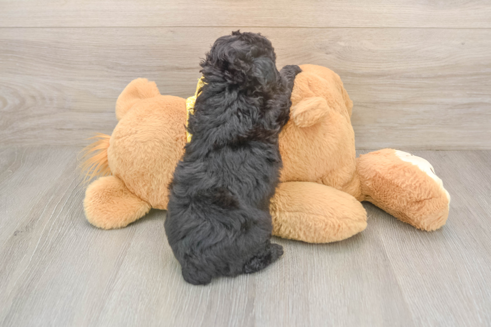 Cute Mini Aussiedoodle Baby