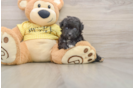 Happy Mini Aussiedoodle Baby