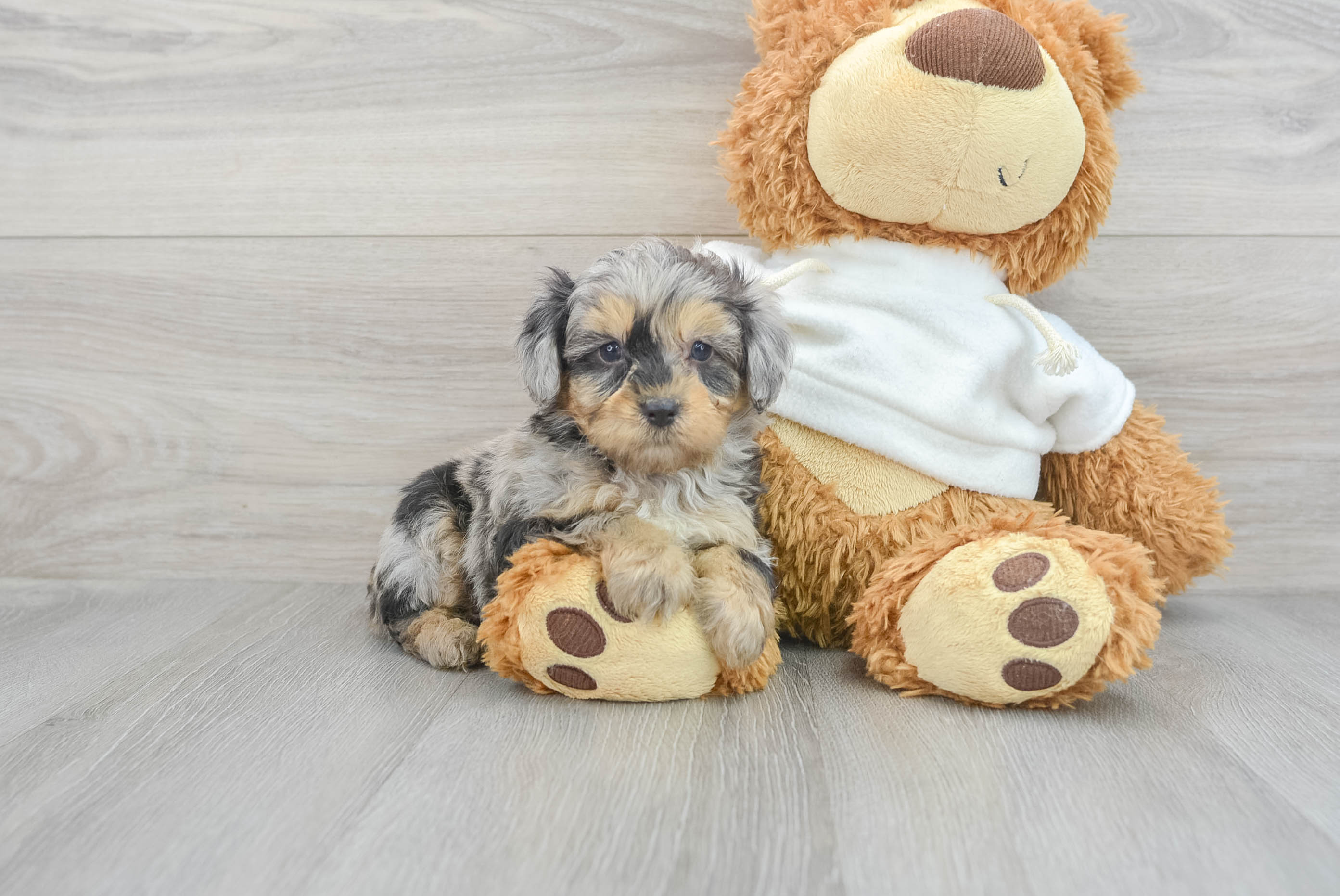 Mini Aussiedoodle Pup Being Cute