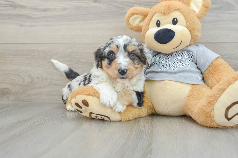 Small Mini Aussiedoodle Baby