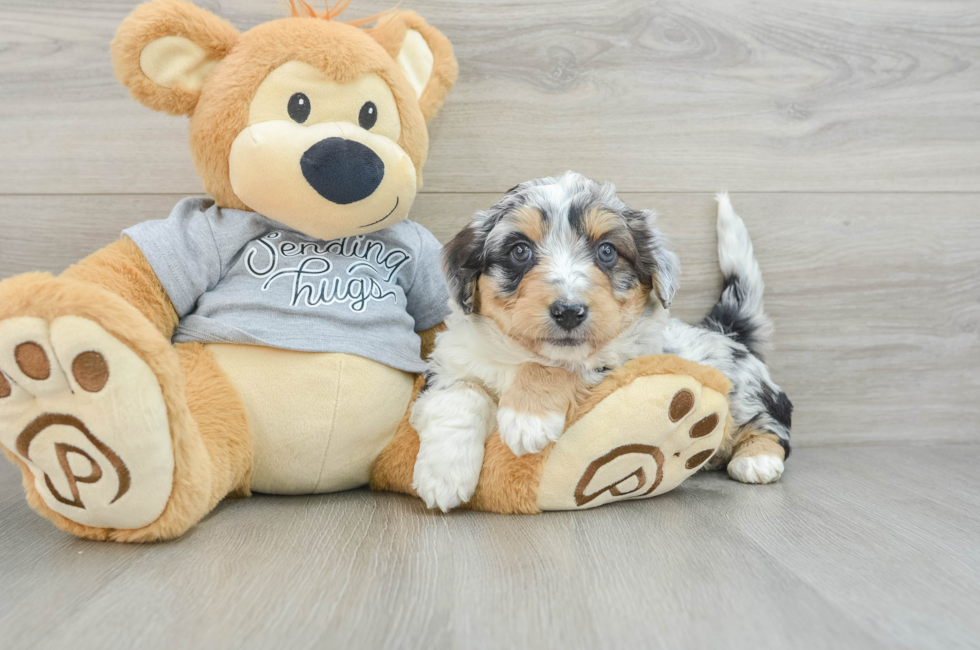 6 week old Mini Aussiedoodle Puppy For Sale - Puppy Love PR