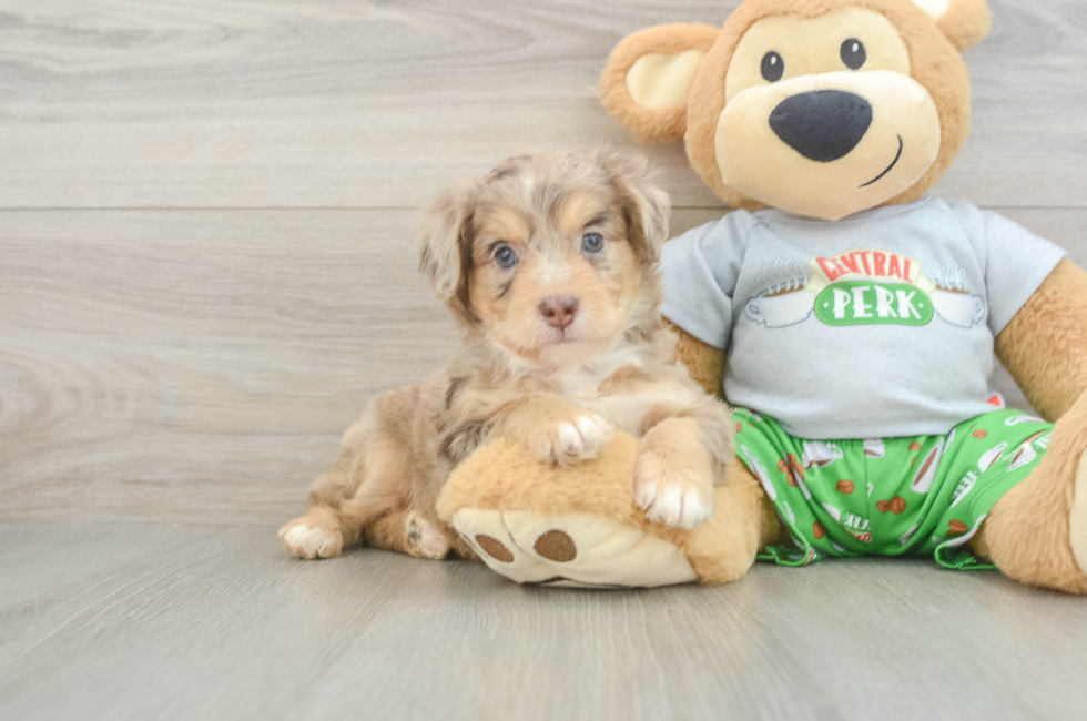 5 week old Mini Aussiedoodle Puppy For Sale - Puppy Love PR
