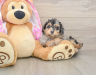 8 week old Mini Aussiedoodle Puppy For Sale - Puppy Love PR