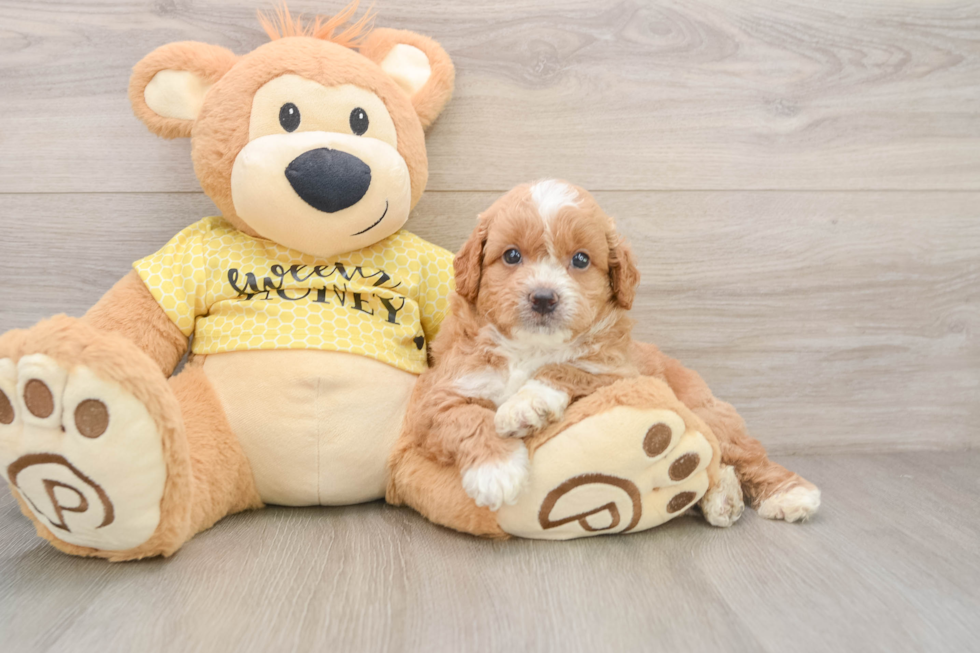 Mini Aussiedoodle Pup Being Cute