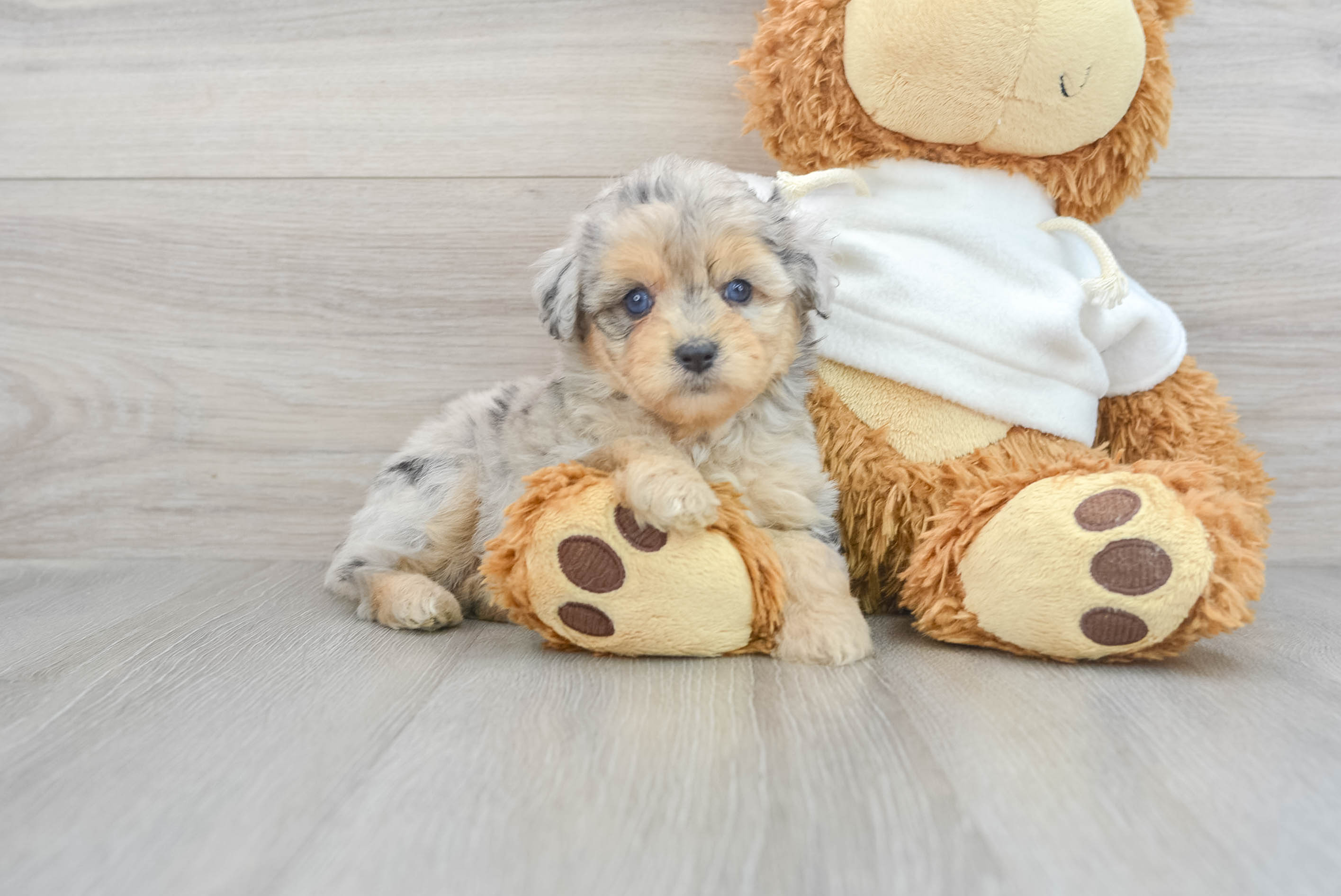 Playful Aussiepoo Poodle Mix Puppy